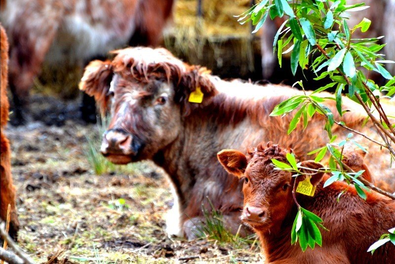 Highland cows on Isle of Skye, Scotland