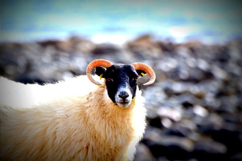 Sheep on the Isle of skye - wildlife spotting