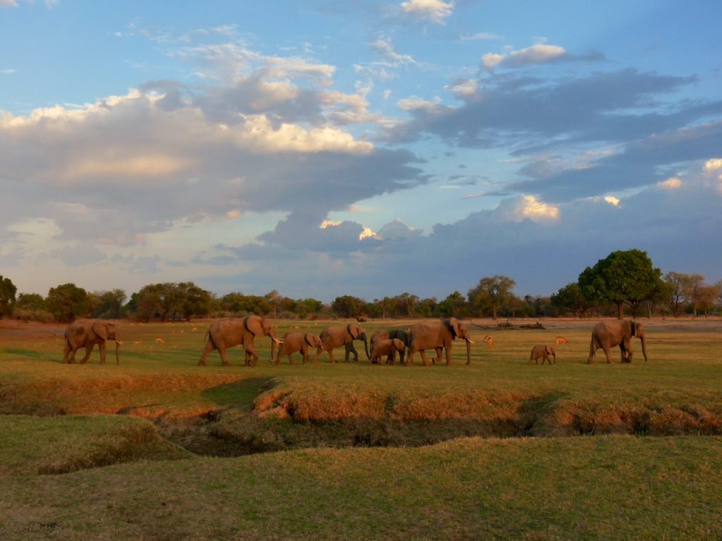 elephants zambia safari