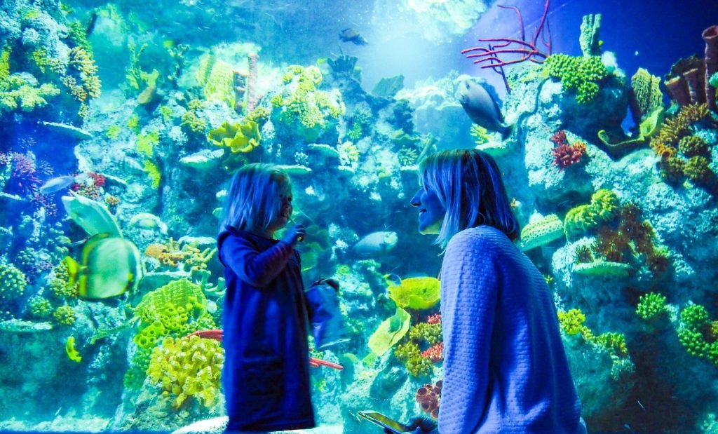 Bristol Aquarium fish tank