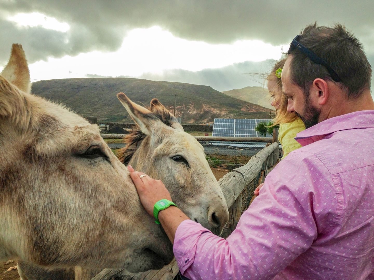 Donkeys at Finca de arrieta