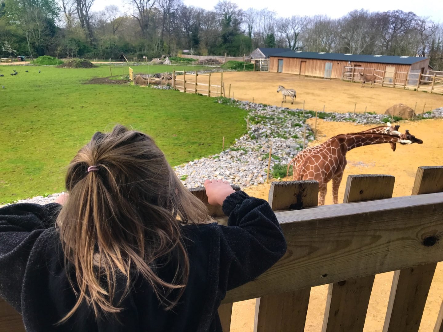 Giraffes at Wild Place Project