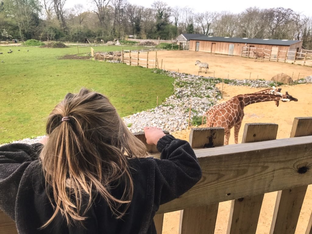 Bristol Zoo Project Big Bear Sculpture Trail giraffes
