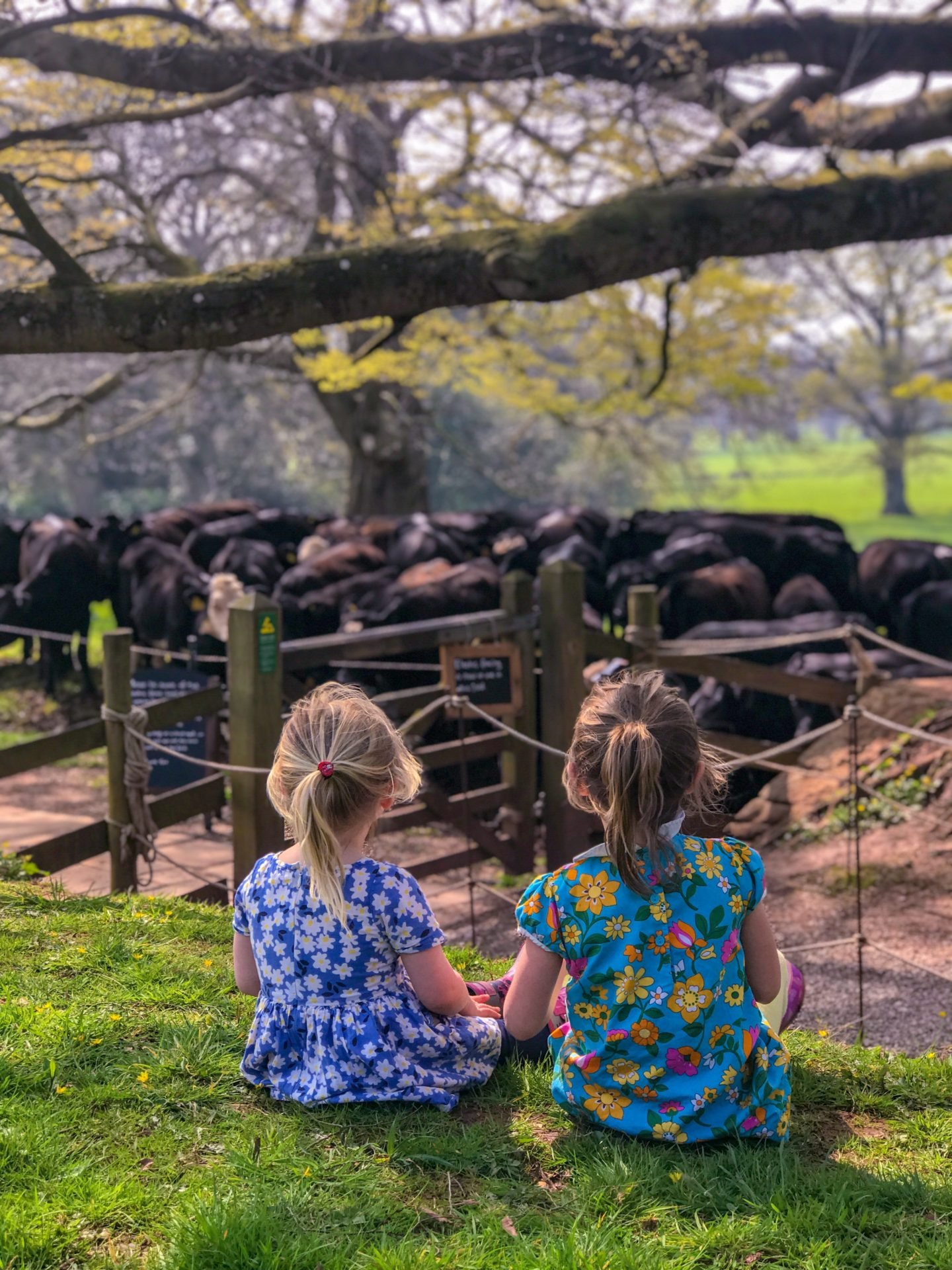 Girls watching cows at Tyntesfield National Trust