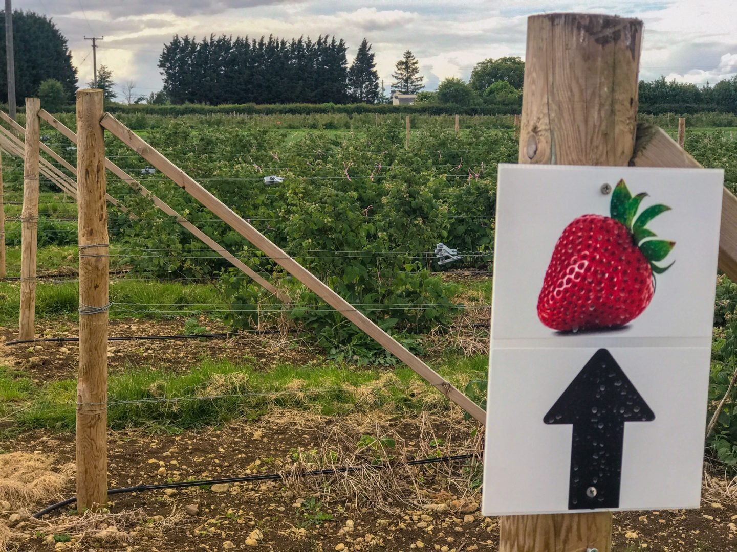 strawberry picking near Bristol