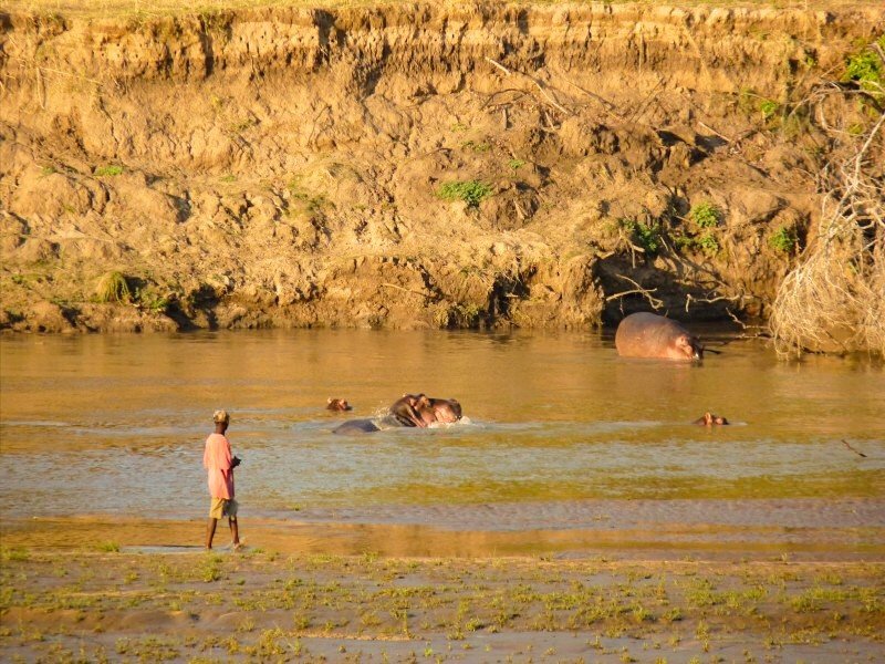 Zambia River Luangwa - hippos