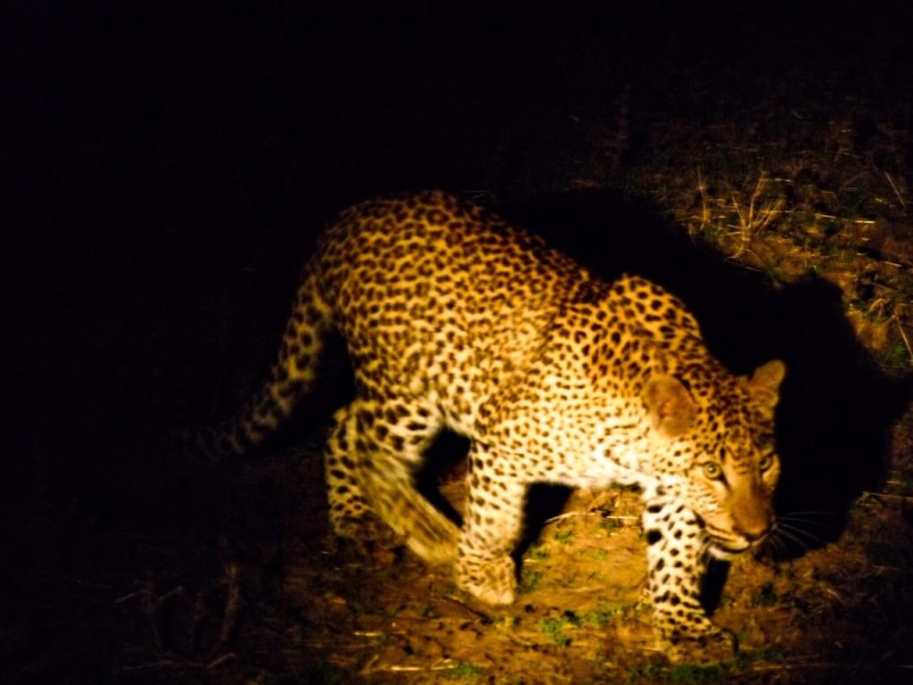 leopard big five africa nighttime