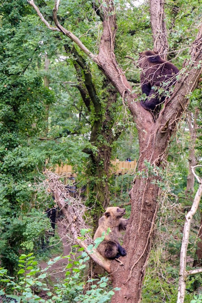 Bears in Bear Wood, Wild Place