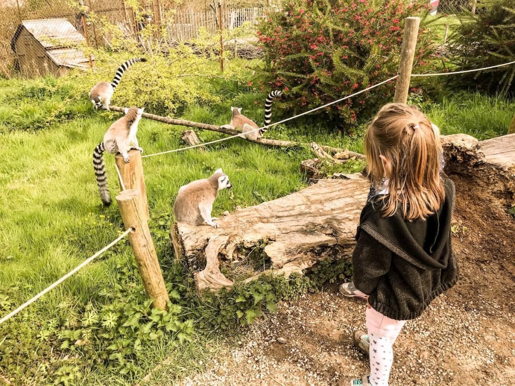 lemur walkthrough at Wild Place Project, Bristol