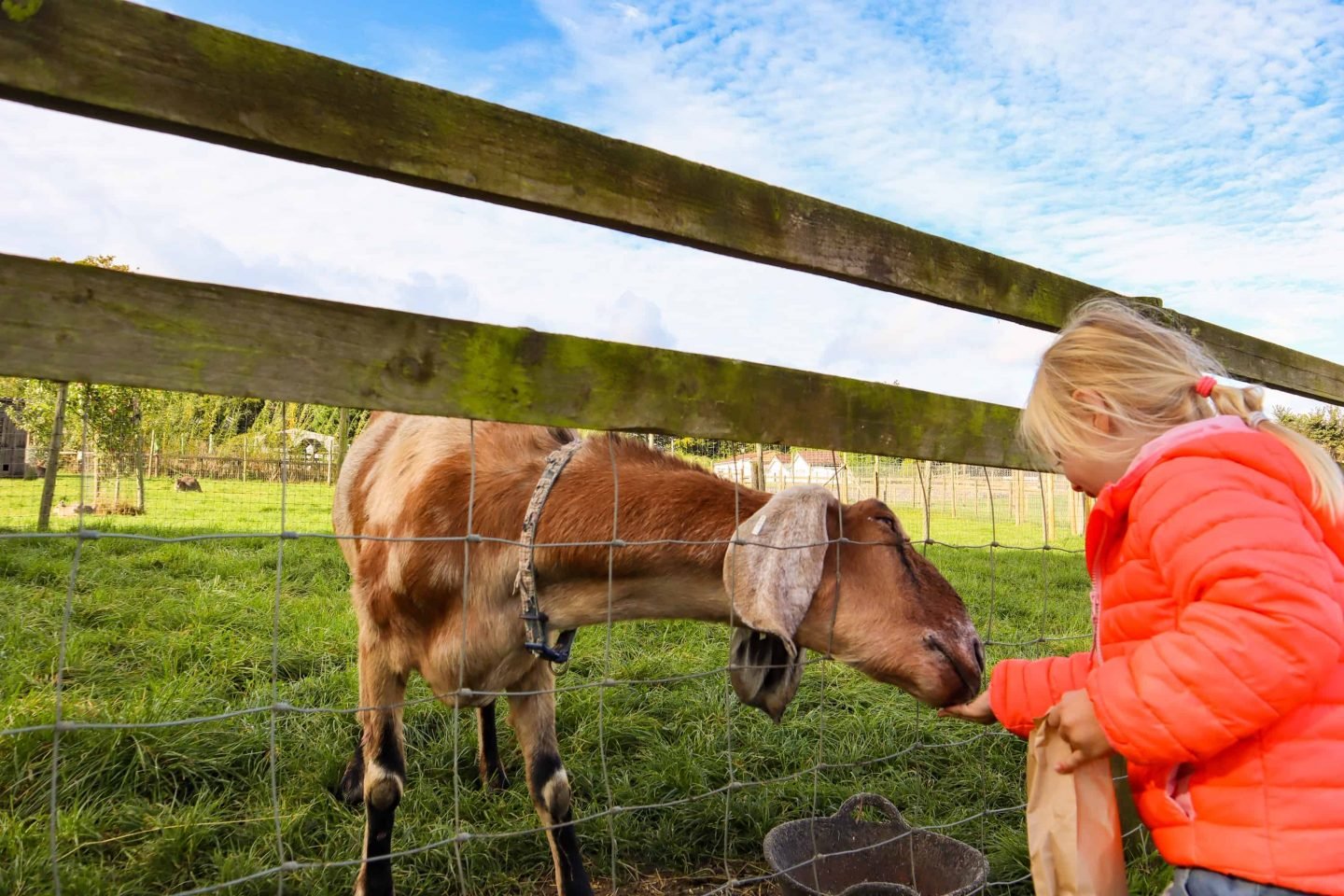 Child feeding goat at Chew Valley Animal Park