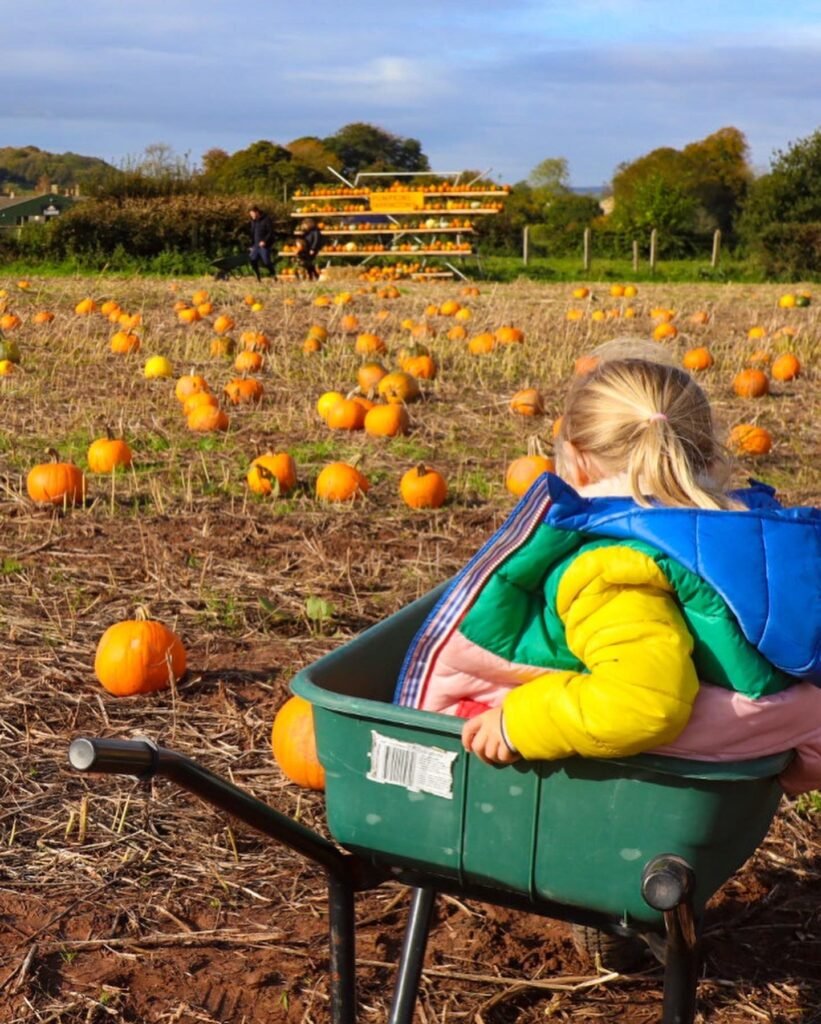 Farrington's pumpkin patch