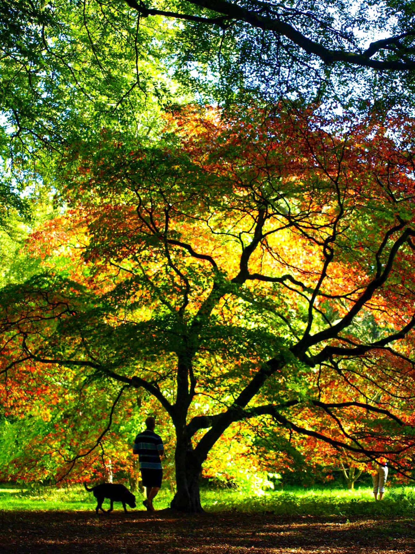 Westonbirt Arboretum in autumn