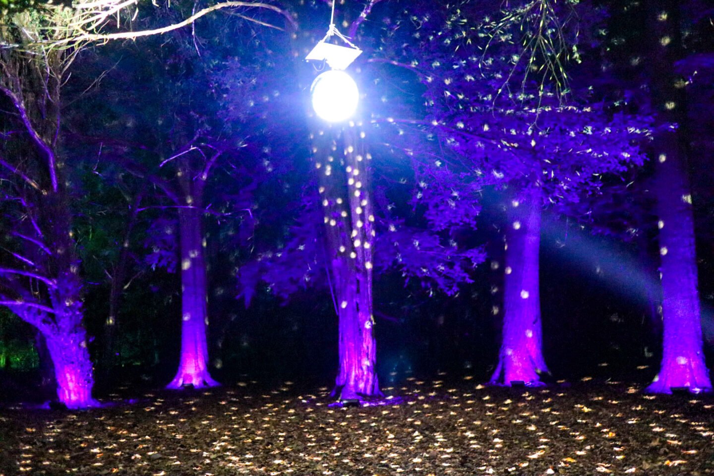 Disco ball lights at Westonbirt Enchanted Christmas