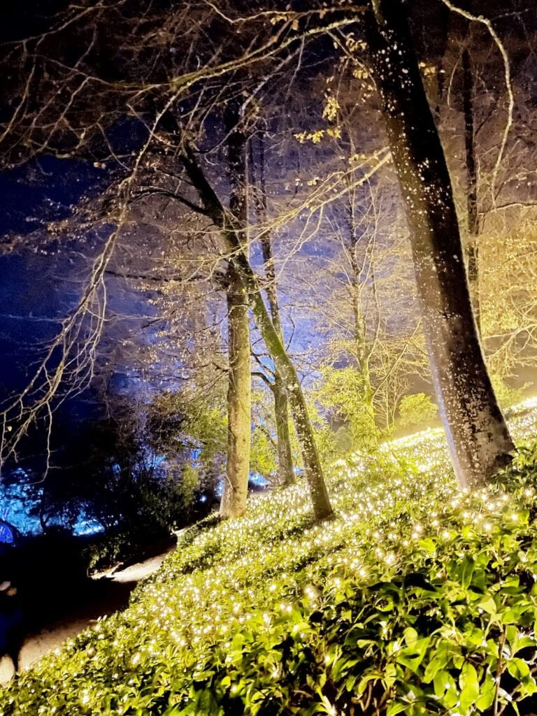 Stourhead National Trust Christmas Lights