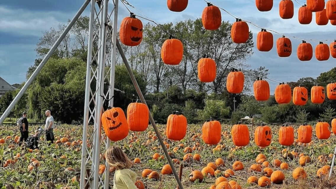 15 best patches for pumpkin picking Bristol