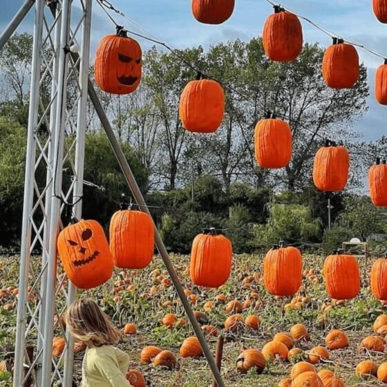 15 best patches for pumpkin picking Bristol