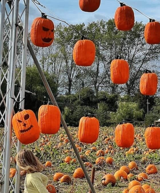 15 best patches for pumpkin picking Bristol